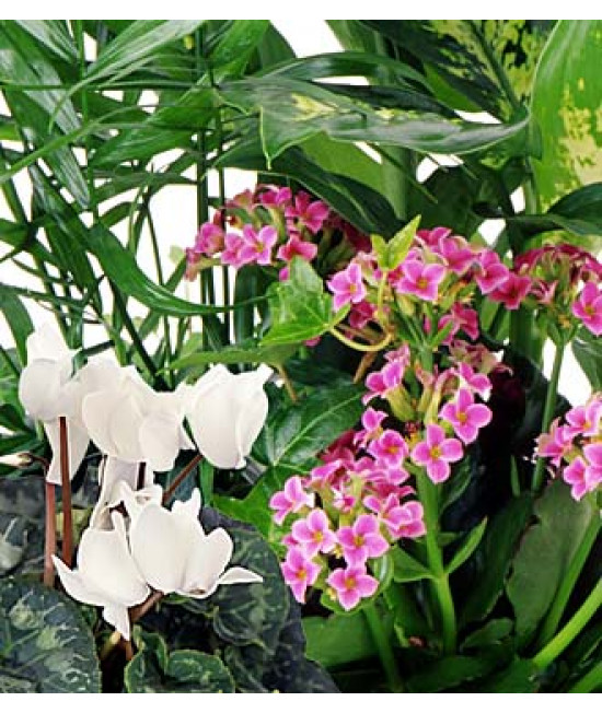 Florist's choice - Flowering Plants